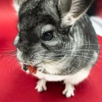 u59-pexels-photo-15665996