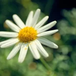 u59-pexels-photo-34531207